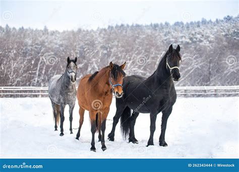 Wonderful Running Mustang Horses on the Snow Stock Photo - Image of ...