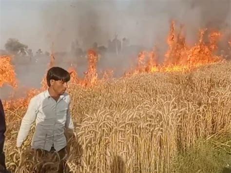 14 Bigha Wheat Crop Burnt To Ashes 11000 Accident Happened When Spark