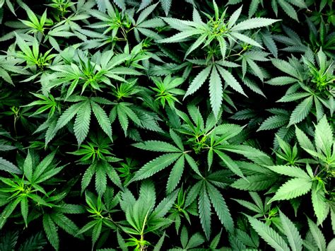 New Recreational Cannabis Laws Explained Canberra Weekly