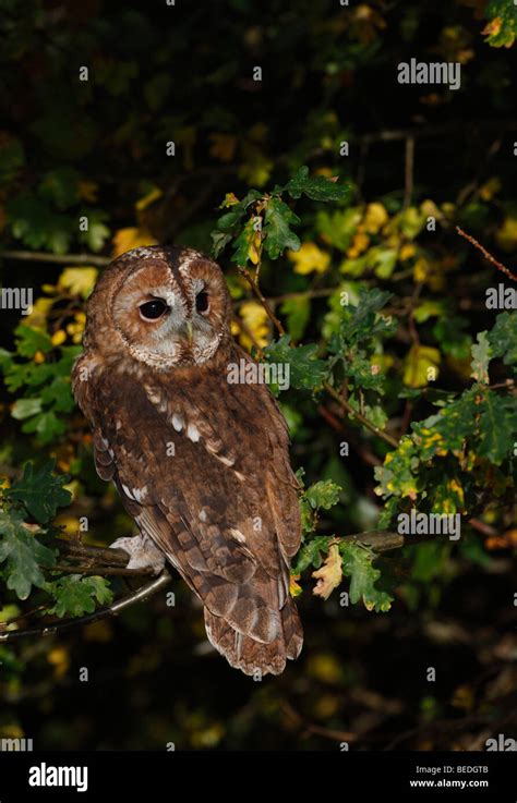 Tawny owl Banque de photographies et dimages à haute résolution Alamy