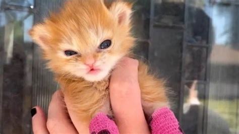 Internet S Beloved Cat Tater Tot Passes Away Netizens Pay Tribute