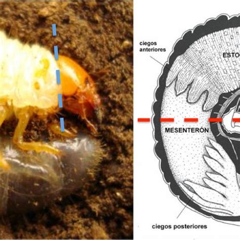 Ciclo De Vida Del Moscard N Cazador De Abejas Mallophora Ruficauda