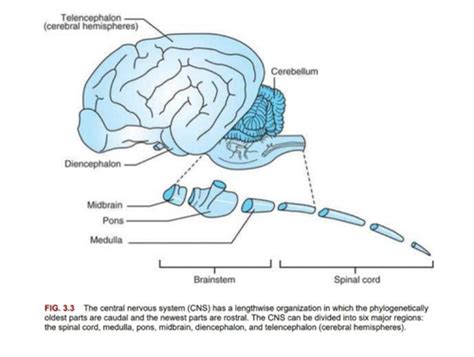 Nervous System Anatomy Basic Flashcards Quizlet