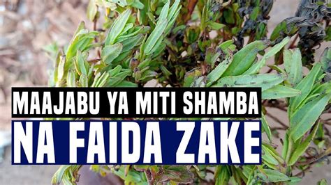 FAIDA YA KUTUMIA MITI SHAMBA NA JE NIKWELI DAWA ZA ASILI ZINATUSAIDIA