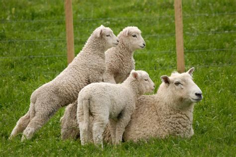 Sheep Giving Birth Tips For Successful Lambing Sheep Breeds Sheep