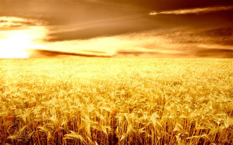 Sunset Over The Wheat Field Wallpaper Nature Wallpaper Sunset