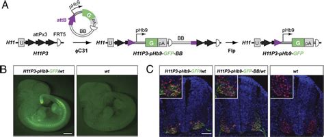 Gfp Expression In Embryos Carrying A Single Copy Of Phb9 Gfp Transgene