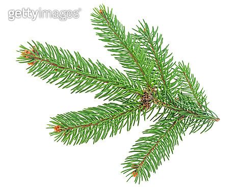 Pine Branch Isolated On A White Background Fir Tree Branch