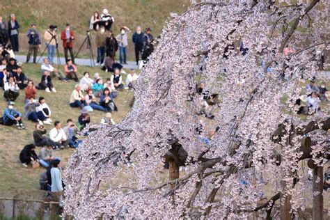 【動画】樹齢1000年超の一本桜、観光客魅了 福島「三春滝桜」 桜便り2024 産経ニュース