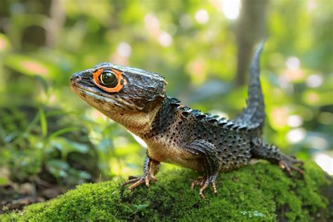 red eyed crocodile skink care guide exotics keeper magazine