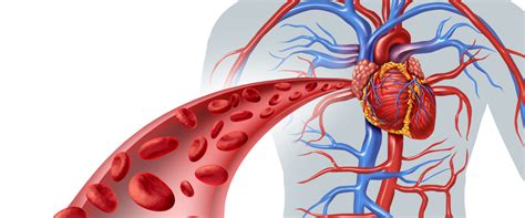 Какие продукты употреблять для повышения эластичности сосудов?