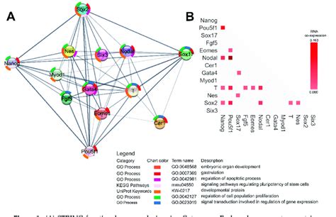 A STRING Functional Gene Analysis Using Cytoscape Each Node