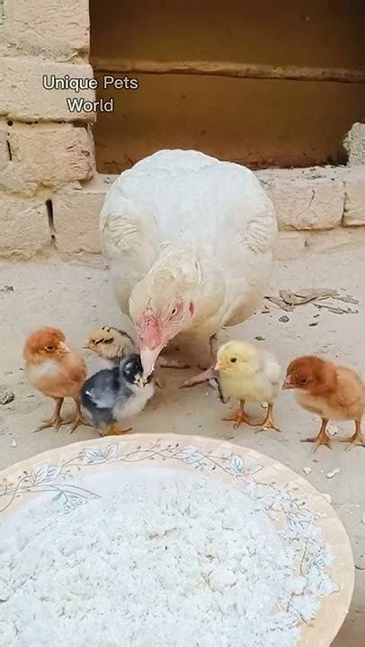 White Aseel Hen New Born Aseel Chicks Aseel Murgi Ke Bacche Shorts