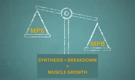 What Is Muscle Protein Synthesis? | Everflex Fitness