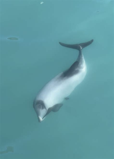 Akaroa dolphins cruise review: which is the best tour?