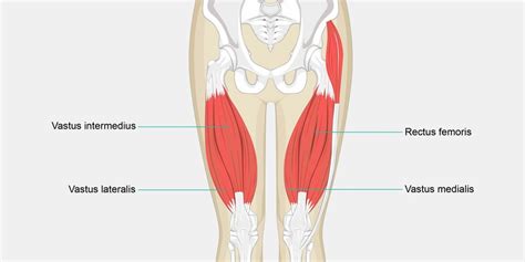 Quad Muscles Diagram | Quizlet