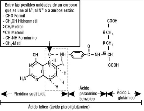 El Cido F Lico