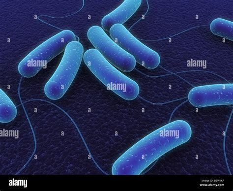 E Coli Bakterium Fotos Und Bildmaterial In Hoher Aufl Sung Alamy