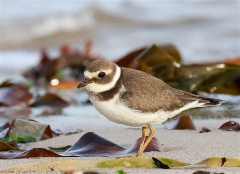 Sandregenpfeifer Sandregenpfeifer Charadrius Hiaticula Flickr