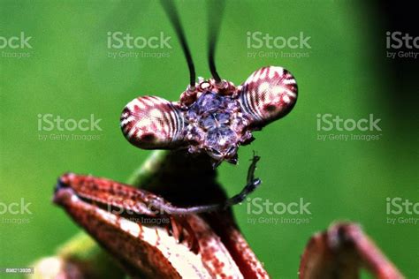 Close Up Praying Mantiss Compound Eyes Looking At Camera Stock Photo