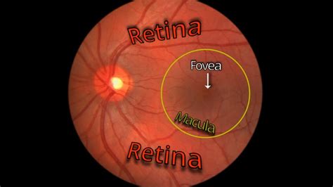 Fovea Exploring The Central Region Of The Retina