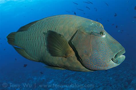 Mendesak Pengelolaan Ikan Napoleon Di Kepulauan Anambas