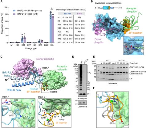 Structural Basis Of K63 Ubiquitin Chain Formation By The Gordon Holmes