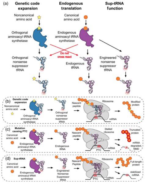 Mrna Trna Drugtimes