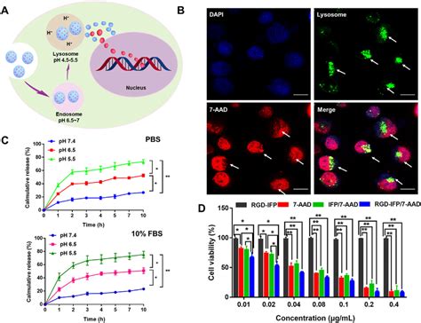 Release Of Rgd Ifp7 Aad Nanoprobes Through Endosomelysosome Pathways