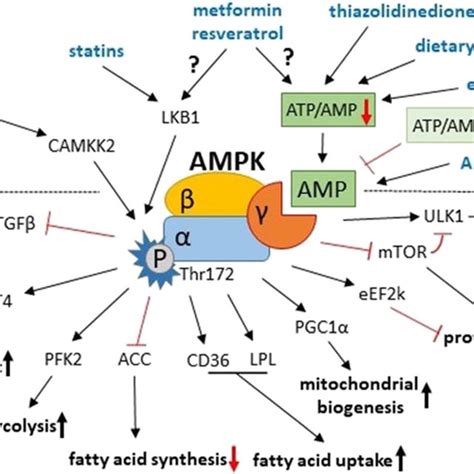 Ampk Activation And Downstream Effects In The Heart Ampk Is Activated