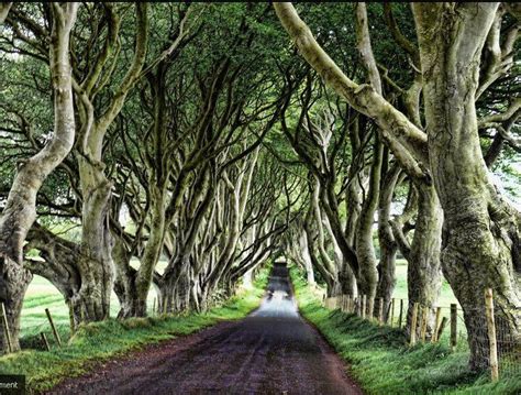 A Gallery of Native Irish Trees - Green News Ireland