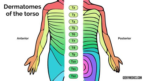 Sensory Blockade Dermatome Chart - Dermatomes Chart and Map