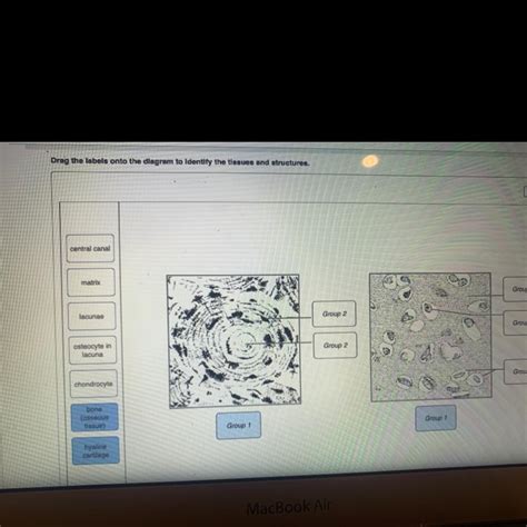 Free Drag The Labels Onto The Diagram To Identify The Tissues And