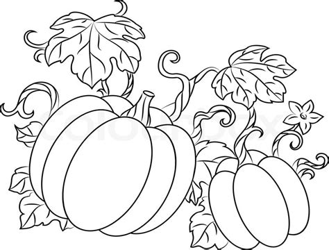 Pumpkin Vines Drawing At Getdrawings Free Download