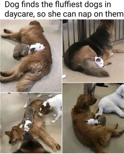 found Fluffiest fluff to be confy and save | /r/wholesomememes ...