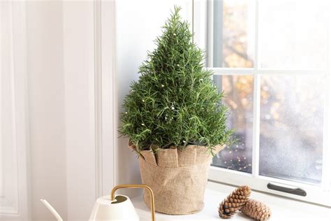 Tips to Keep a Rosemary Christmas Tree Alive