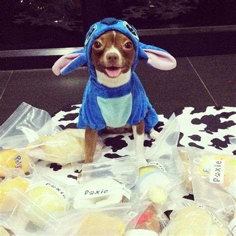 28 best images about Disney Dog Costumes on Pinterest