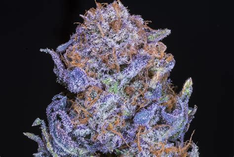 Purple Weed Strains Xpressgrass