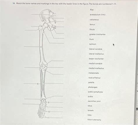 Solved 14 Match The Bone Names And Markings In The Key With Chegg