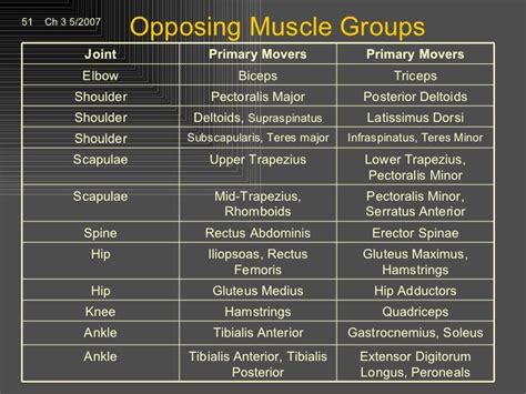 Opposing Muscles Group Chart Physical Therapy School Physical