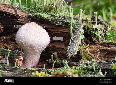 Common Puffball Fungus Hi Res Stock Photography And Images Alamy