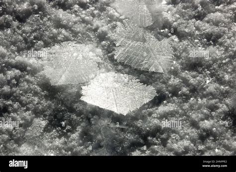 Snowflake Crystals Captured On A Sunny Evening Ideal For Winter