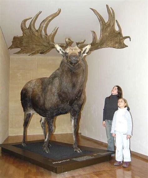 Giant elk is giant : r/BuffAnimals