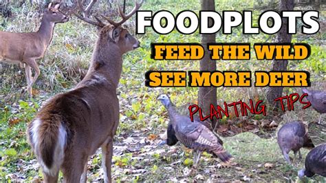 Food Plots And Planting Tips Youtube