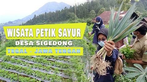 WISATA PETIK SAYUR DESA SIGEDONG TEGAL YouTube