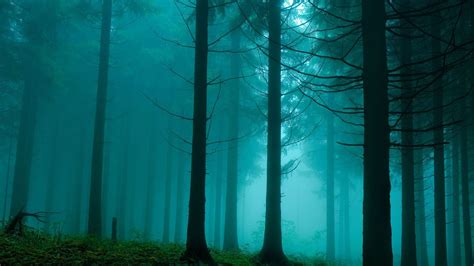 Forest In The Mist Nature Mac Wallpaper Download | AllMacWallpaper