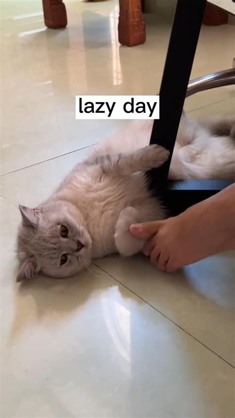 Today is a lazy day | Funny cute cats, Cute animal drawings, Pretty cats