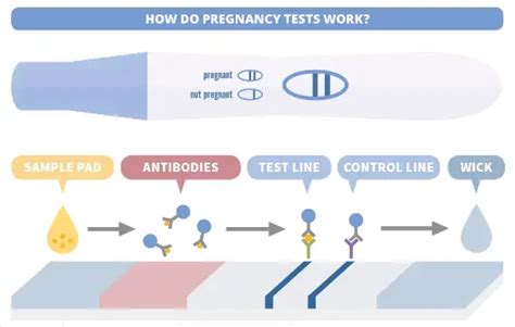 HCG Pregnancy Test How It Works And What The Results Mean Neelkanth