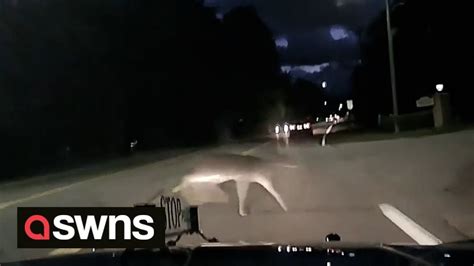 Dashcam Show Deer Leaping Over Moving Vehicle On Road In Michigan