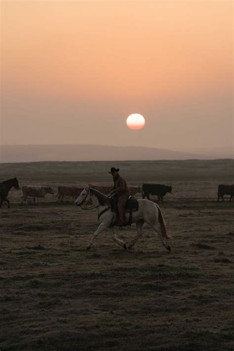 Cowboy Horse Cowboy And Cowgirl Horse Girl Cow Girl Western